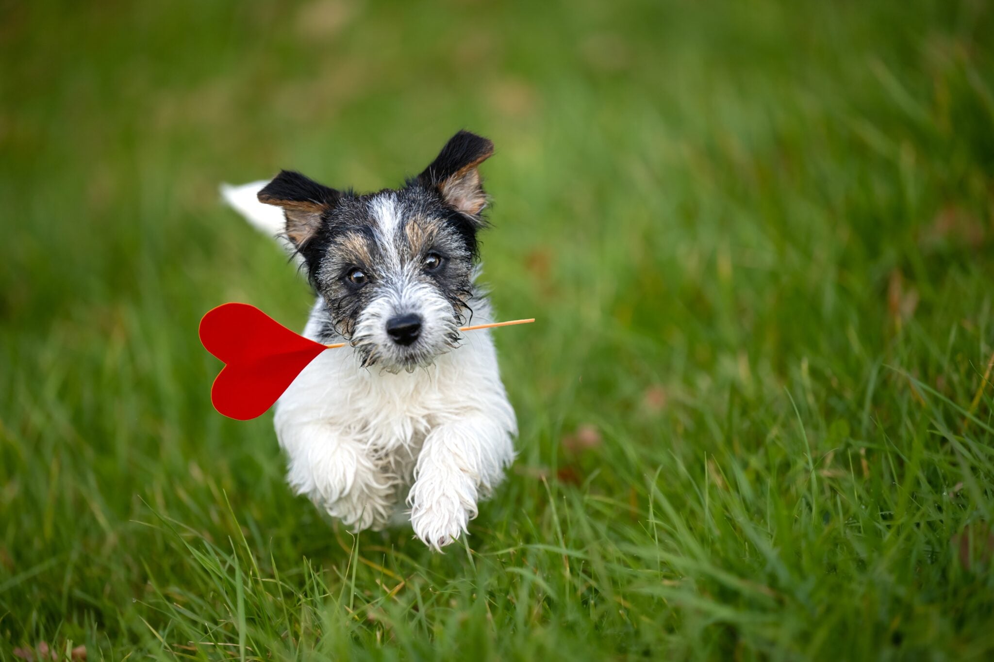 6 πράγματα που μας μαθαίνει η ζωή με έναν σκύλο