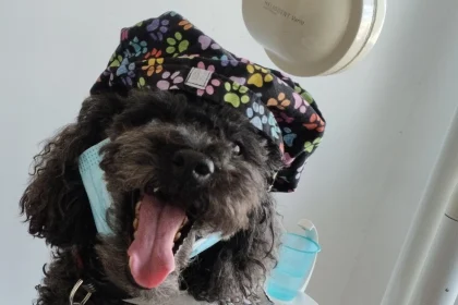 Από τον δρόμο, βοηθός σε οδοντιατρείο: Η τετράποδη Άριελ που διώχνει το άγχος για τον τροχό και τη σύριγγα