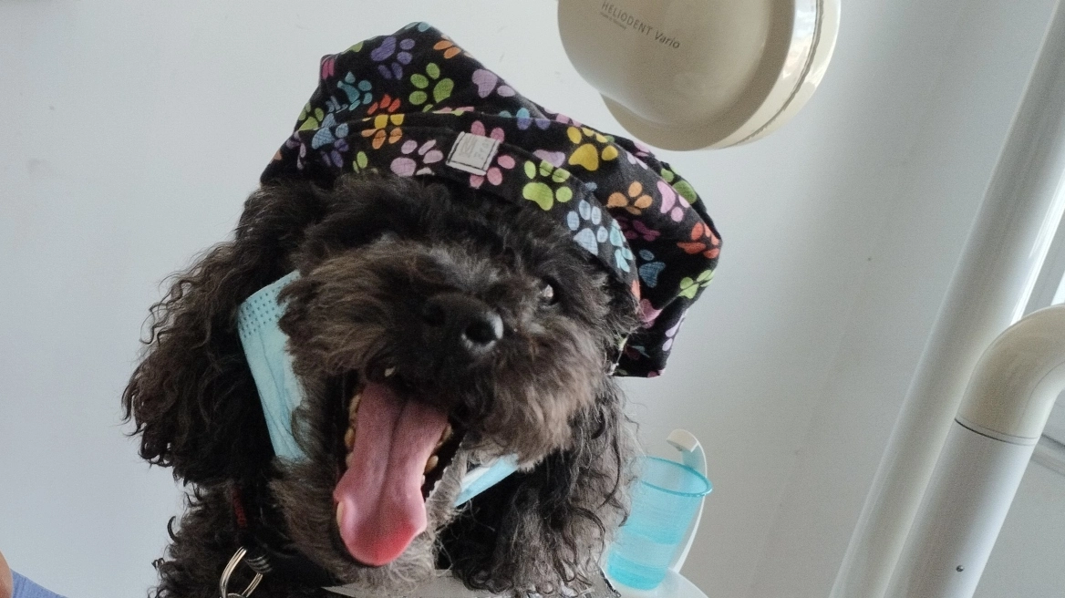 Από τον δρόμο, βοηθός σε οδοντιατρείο: Η τετράποδη Άριελ που διώχνει το άγχος για τον τροχό και τη σύριγγα