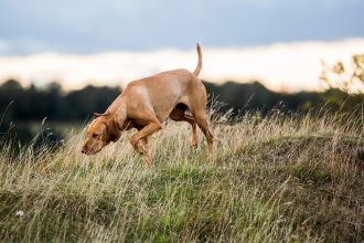 6 εντυπωσιακά πράγματα που αντιλαμβάνεται η μύτη του σκύλου