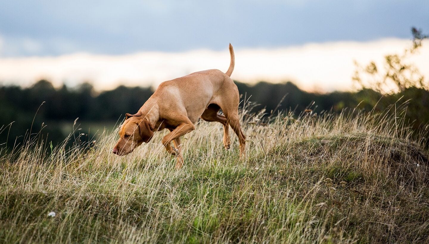 6 εντυπωσιακά πράγματα που αντιλαμβάνεται η μύτη του σκύλου