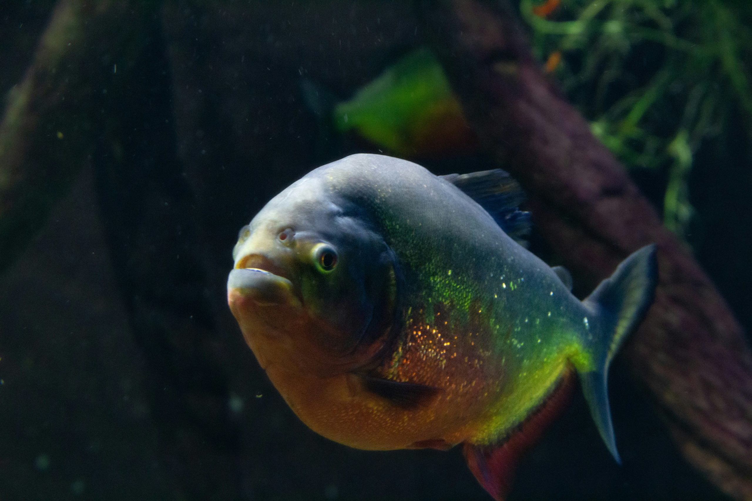 Τρόμος στην Αργεντινή: Τουλάχιστον 40 τραυματίες από μαζική επίθεση πιράνχας σε δημοφιλή παραλία