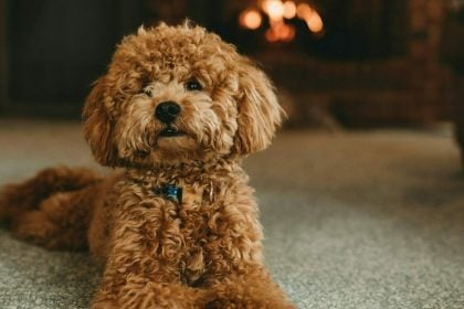 Όσα δεν γνωρίζατε για τα πολυτάλαντα Poodles