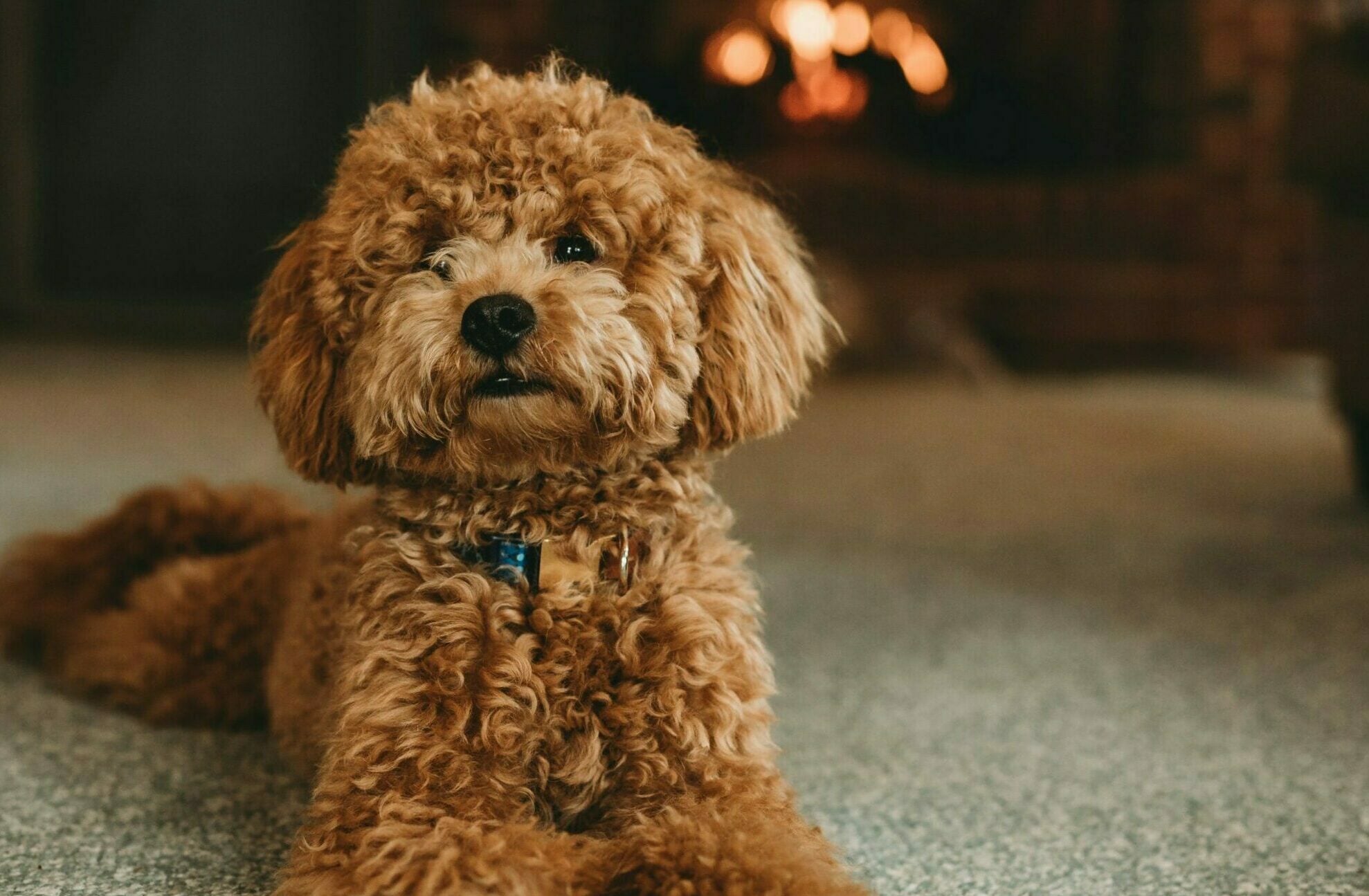 Όσα δεν γνωρίζατε για τα πολυτάλαντα Poodles