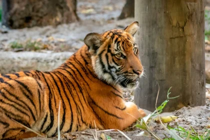 72 τίγρεις πέθαναν από ιό σε ζωολογικό πάρκο