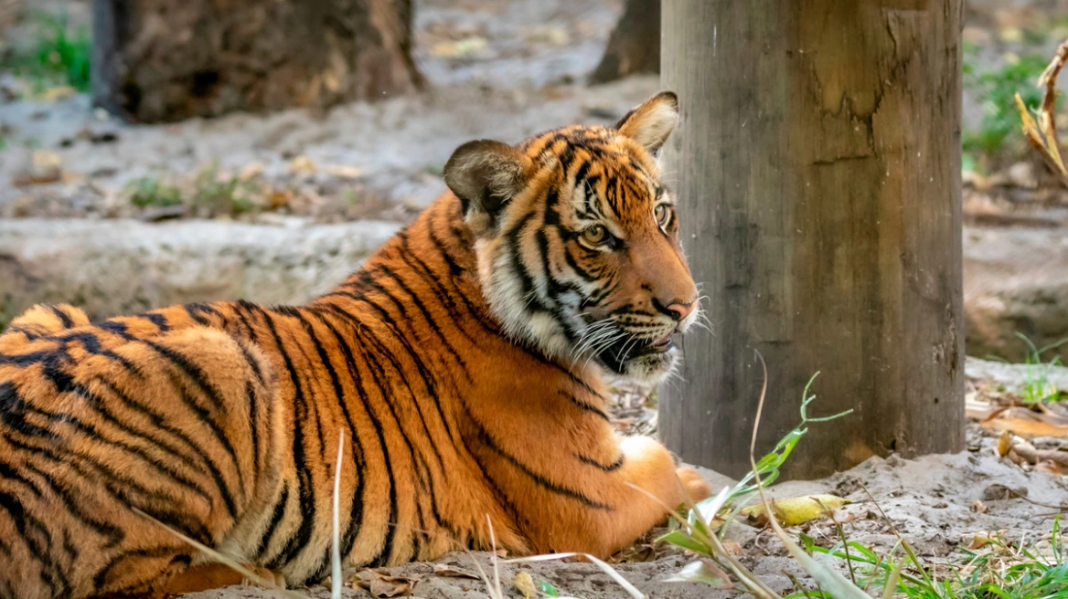 72 τίγρεις πέθαναν από ιό σε ζωολογικό πάρκο