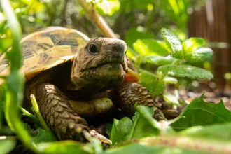 Αρσενικές χελώνες κακοποιούν τις θηλυκές σε νησί της Μεγάλης Πρέσπας και αυτές «αυτοκτονούν» για να γλιτώσουν