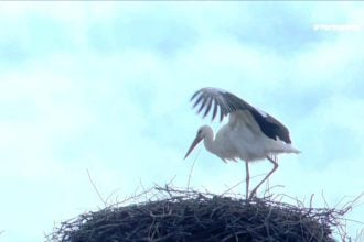 Οι πελαργοί της Γυρτώνης