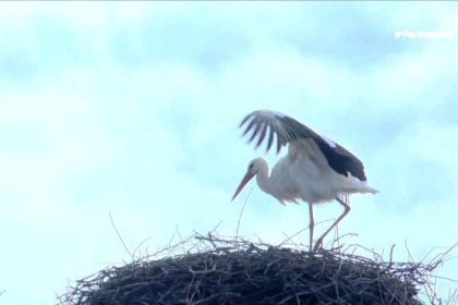 Οι πελαργοί της Γυρτώνης