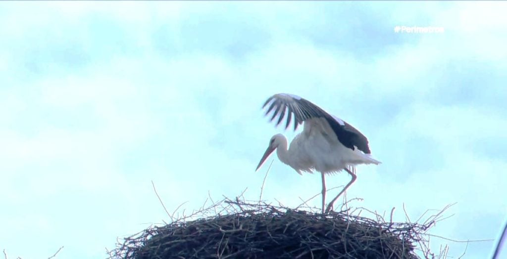 Οι πελαργοί της Γυρτώνης
