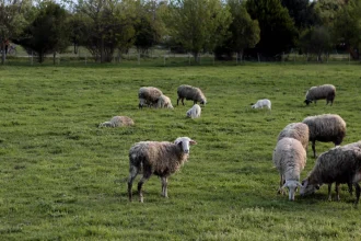 Ευλογιά αιγοπροβάτων: Τι θα γίνει με τις σφαγές για το Πάσχα