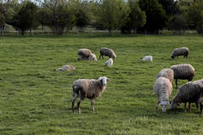 Ευλογιά αιγοπροβάτων: Τι θα γίνει με τις σφαγές για το Πάσχα