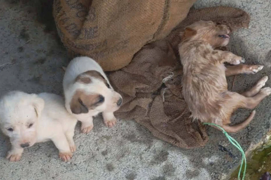 Αμαλιάδα: Η ανθρώπινη κτηνωδία συνεχίζεται - Εννέα κουτάβια σε τσουβάλια, πεταμένα σε λίμνη