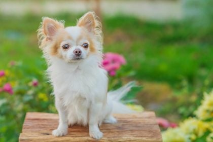 Η άγνωστη ιστορία των σκύλων Τσιουάουα- Τι σχέση είχαν με τις αρχαίες μεξικάνικες τελετουργίες