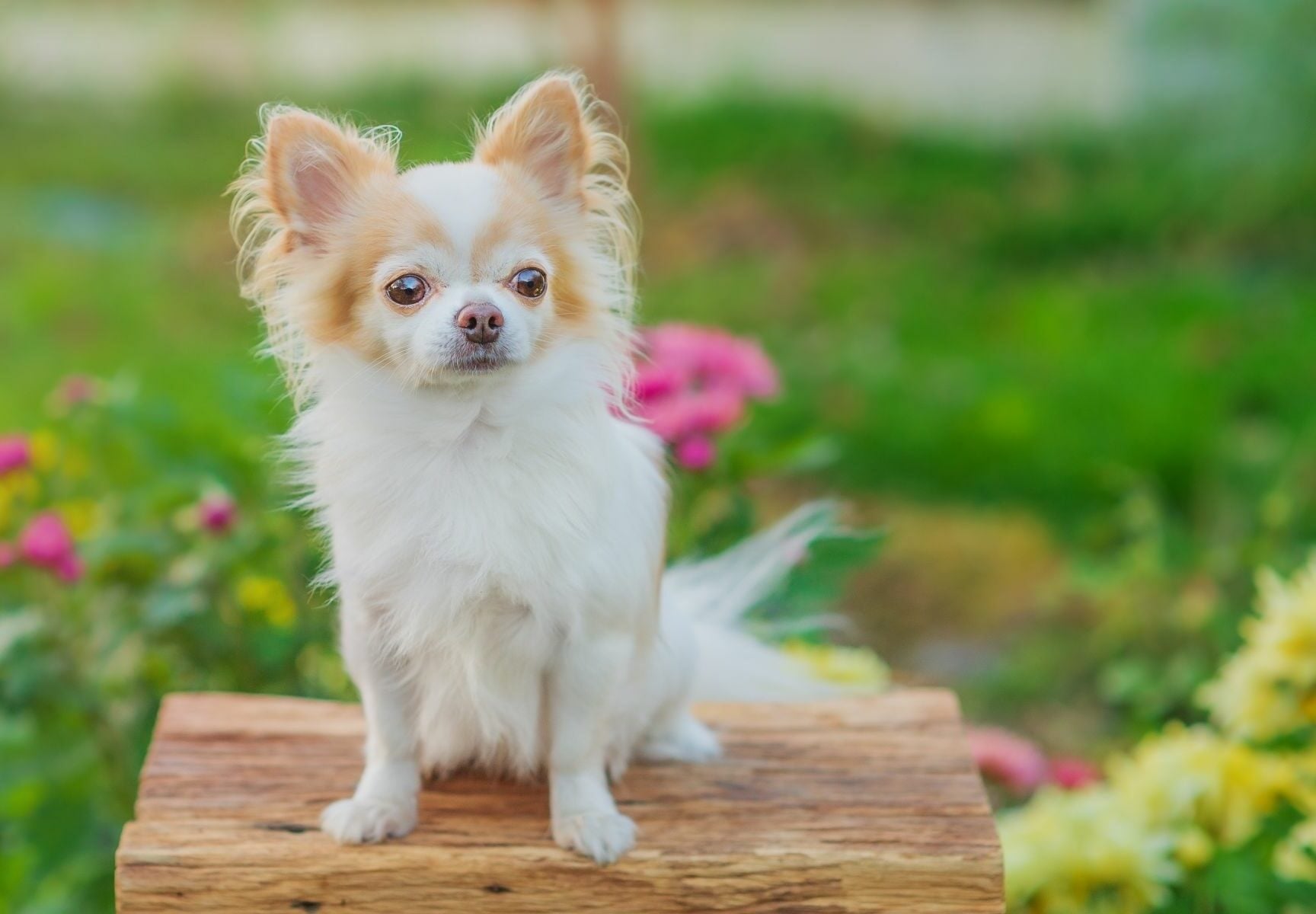 Η άγνωστη ιστορία των σκύλων Τσιουάουα- Τι σχέση είχαν με τις αρχαίες μεξικάνικες τελετουργίες