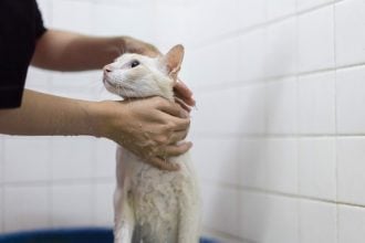 Πρέπει να κάνουν μπάνιο οι γάτες που ζουν μέσα σε σπίτι;