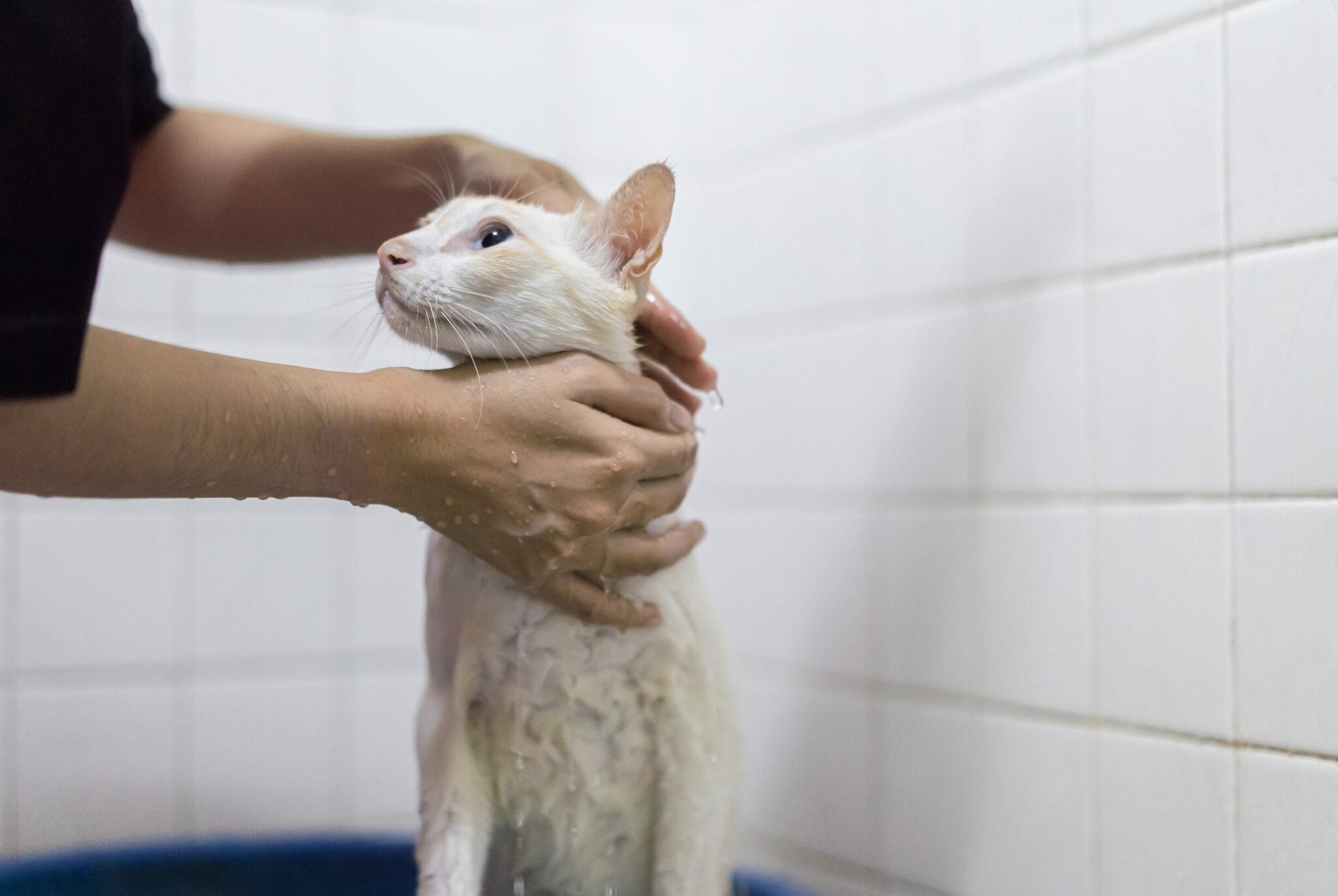 Πρέπει να κάνουν μπάνιο οι γάτες που ζουν μέσα σε σπίτι;