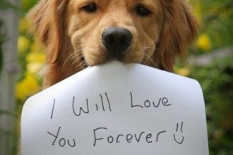 Ηλεία: Στην Ανδραβίδα το πρώτο “ευρωπαϊκών προδιαγραφών” καταφύγιο αδέσποτων ζώων συντροφιάς