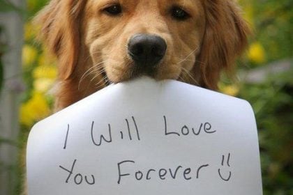 Ηλεία: Στην Ανδραβίδα το πρώτο “ευρωπαϊκών προδιαγραφών” καταφύγιο αδέσποτων ζώων συντροφιάς