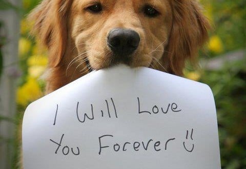 Ηλεία: Στην Ανδραβίδα το πρώτο “ευρωπαϊκών προδιαγραφών” καταφύγιο αδέσποτων ζώων συντροφιάς