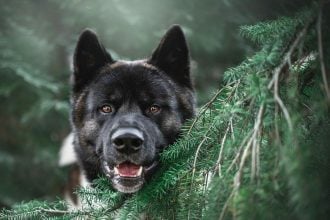 Αυτοί είναι οι λόγοι που σας κοιτάζει ο σκύλος σας