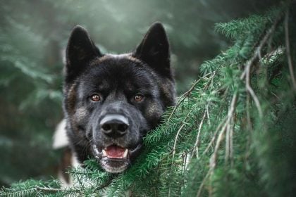 Αυτοί είναι οι λόγοι που σας κοιτάζει ο σκύλος σας