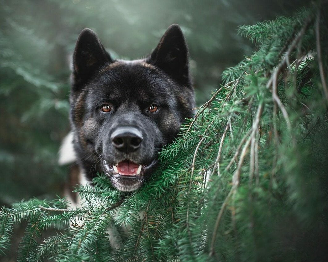 Αυτοί είναι οι λόγοι που σας κοιτάζει ο σκύλος σας