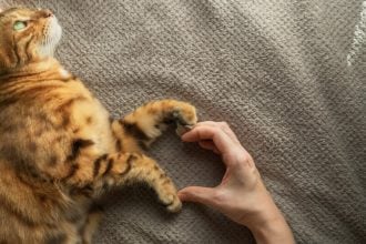 Αυτά είναι τα σημάδια ότι η γάτα σας σάς αγαπάει και σας εμπιστεύεται