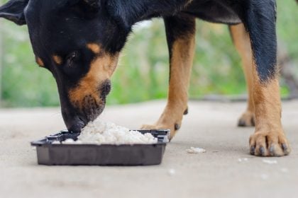 Ρύζι στη διατροφή του σκύλου: Οφέλη και κρυφοί κίνδυνοι