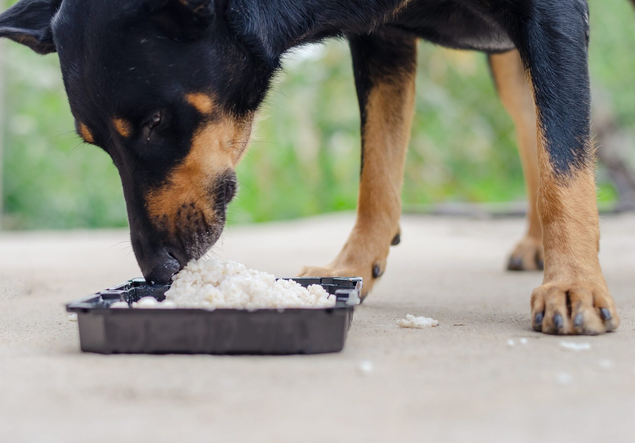 Ρύζι στη διατροφή του σκύλου: Οφέλη και κρυφοί κίνδυνοι