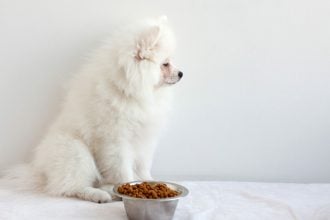 Πόσο καιρό μπορεί να μείνει ένας σκύλος χωρίς τροφή