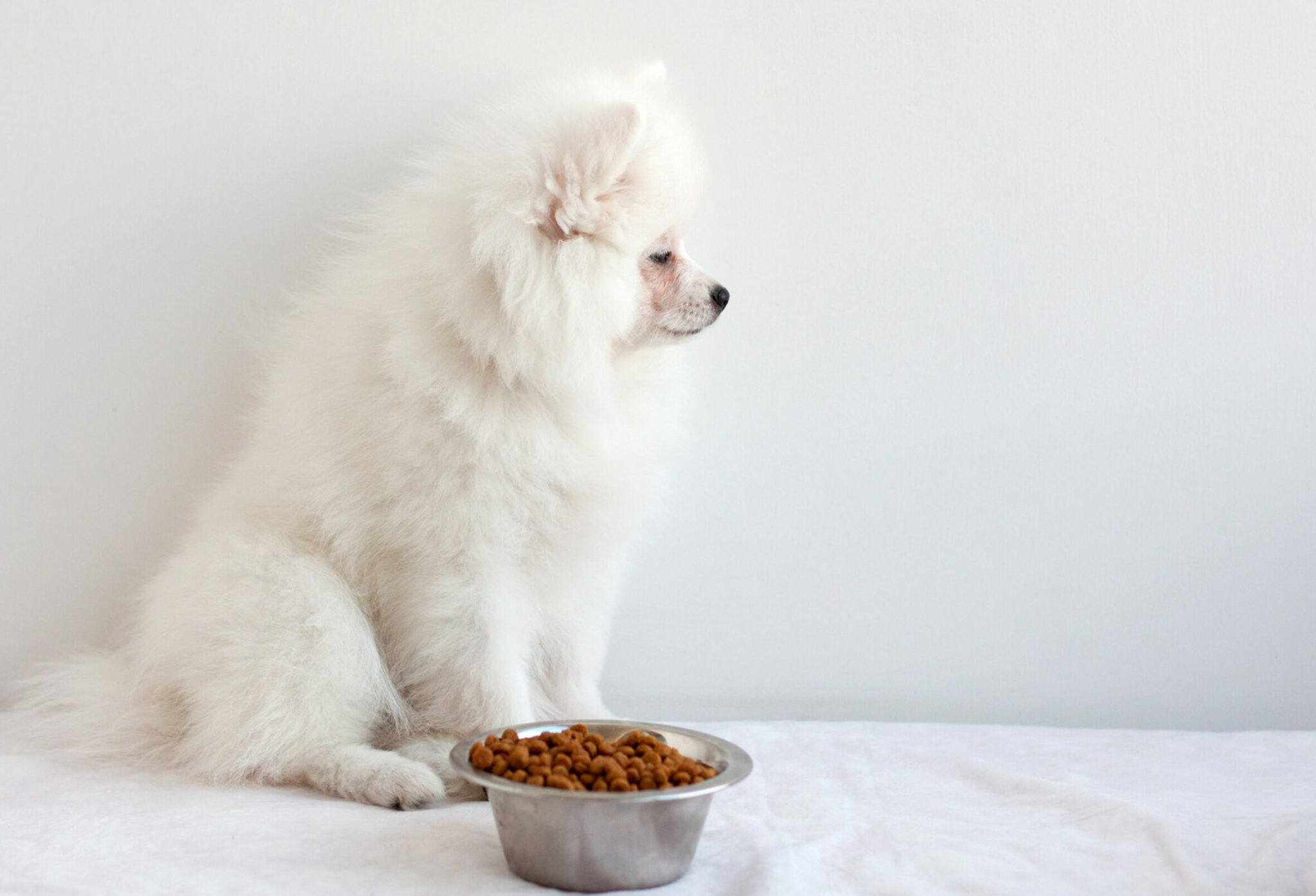 Πόσο καιρό μπορεί να μείνει ένας σκύλος χωρίς τροφή