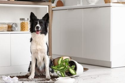 Κάνει ο σκύλος μας ζημιές στο σπίτι; Τι μπορούμε να κάνουμε