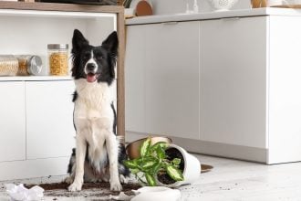 Κάνει ο σκύλος μας ζημιές στο σπίτι; Τι μπορούμε να κάνουμε