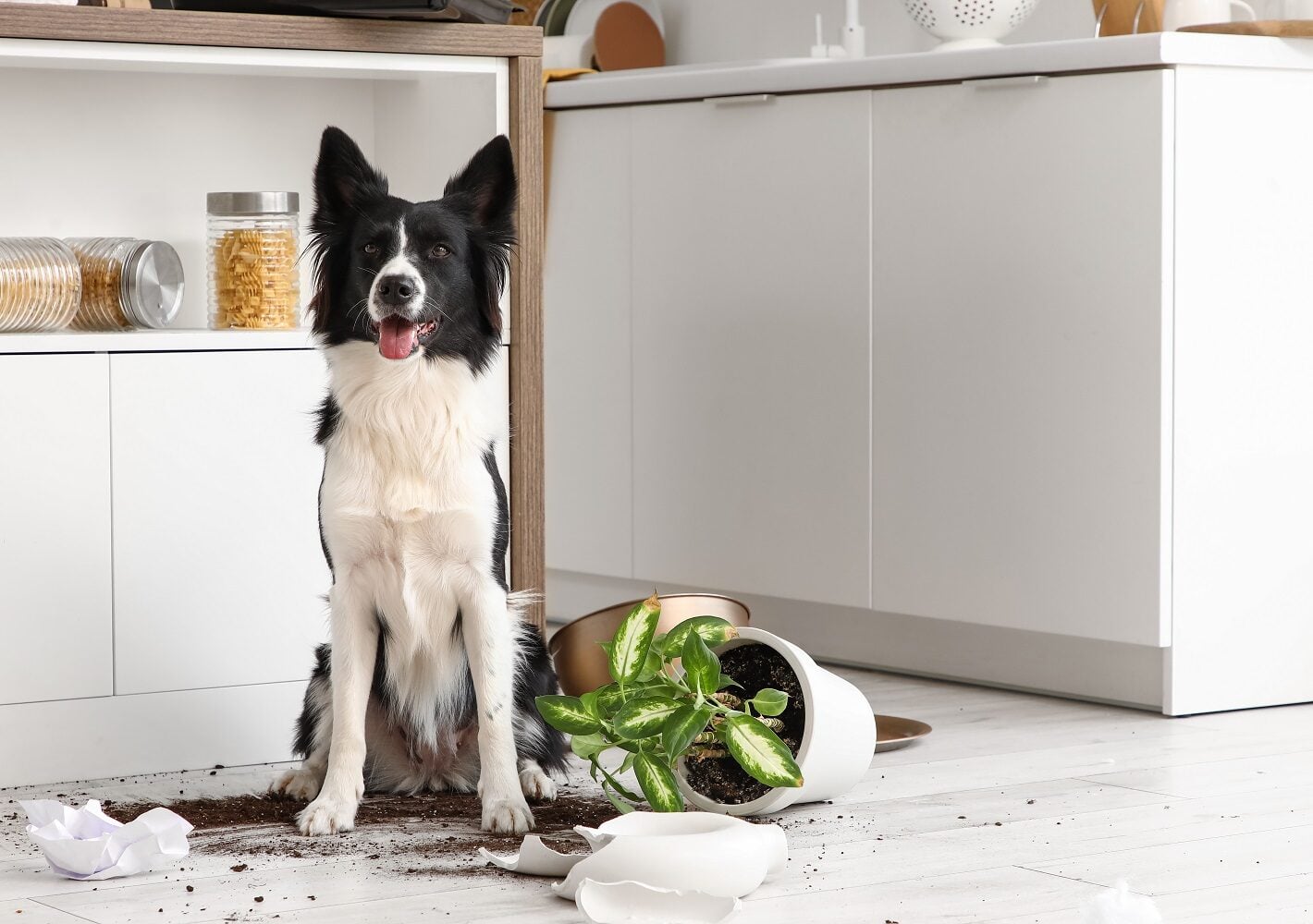 Κάνει ο σκύλος μας ζημιές στο σπίτι; Τι μπορούμε να κάνουμε