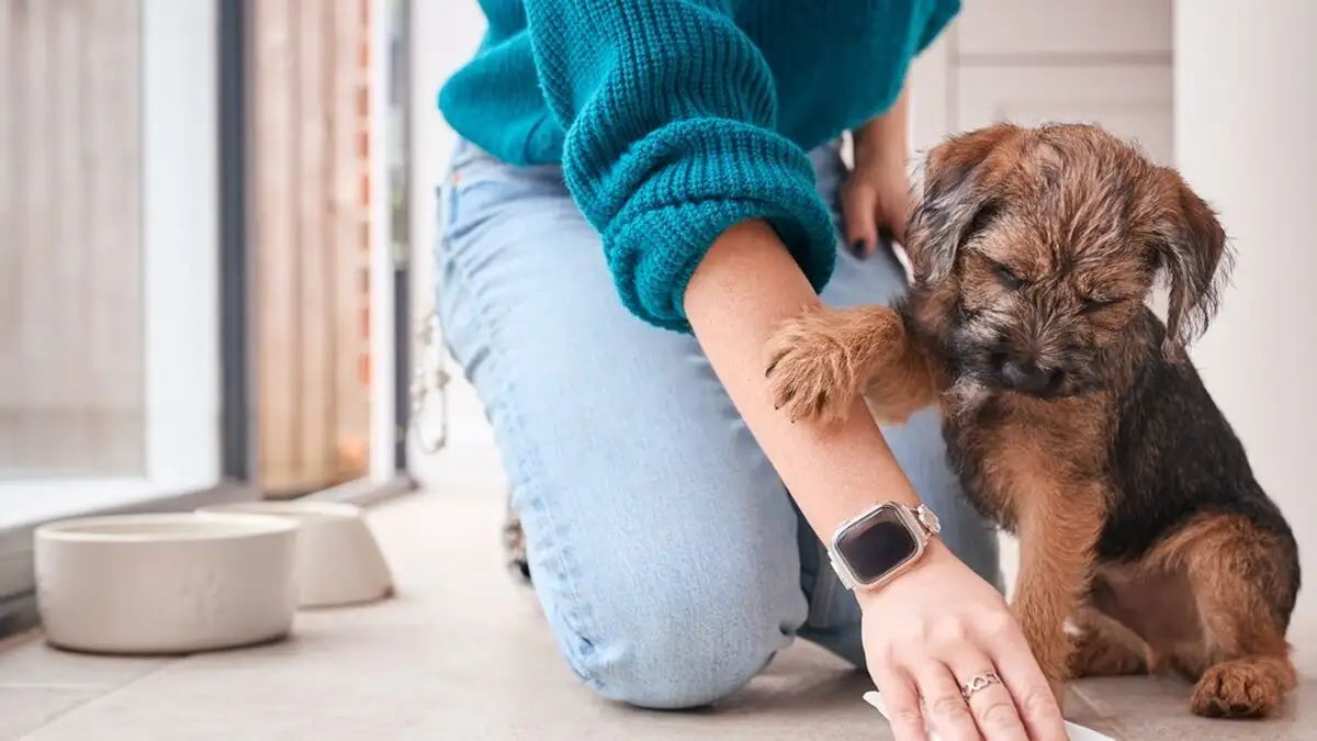 Πώς να μυρίζει όμορφα το σπίτι σας όταν έχετε σκύλο ή γάτα