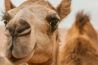 Σάλος σε καλλιστεία καμηλών στο Ομάν: Οι διοργανωτές απέκλεισαν 20 ζώα για... μπότοξ και αισθητικά εμφυτεύματα!