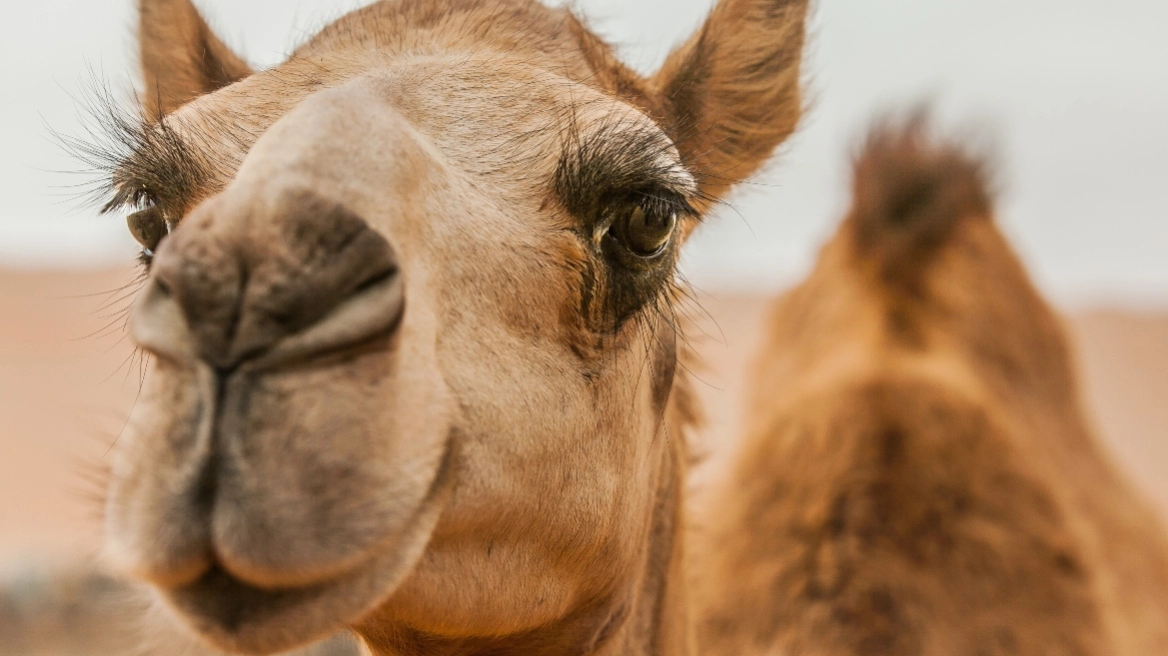 Σάλος σε καλλιστεία καμηλών στο Ομάν: Οι διοργανωτές απέκλεισαν 20 ζώα για... μπότοξ και αισθητικά εμφυτεύματα!