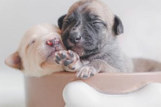 Βαρύ πρόστιμο σε 62χρονο που εγκατέλειψε κουτάβια