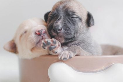 Βαρύ πρόστιμο σε 62χρονο που εγκατέλειψε κουτάβια