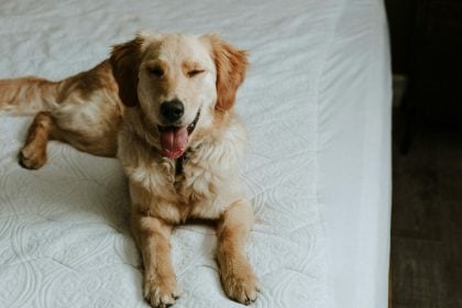 Σας κλείνει το μάτι ο σκύλος σας; Τι σημαίνει αυτή η παράξενη συμπεριφορά