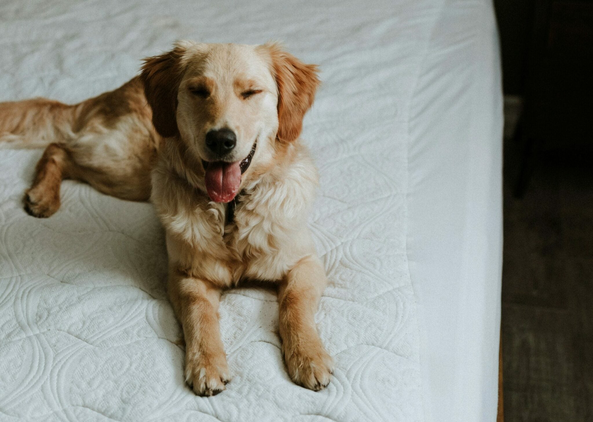 Σας κλείνει το μάτι ο σκύλος σας; Τι σημαίνει αυτή η παράξενη συμπεριφορά