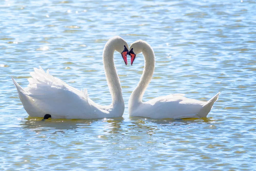 Αυτά είναι τα ζώα που μένουν με τον ίδιο σύντροφο για μια ζωή