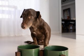 6 λάθη που κάνουμε και μειώνουμε το προσδόκιμο ζωής του σκύλου μας