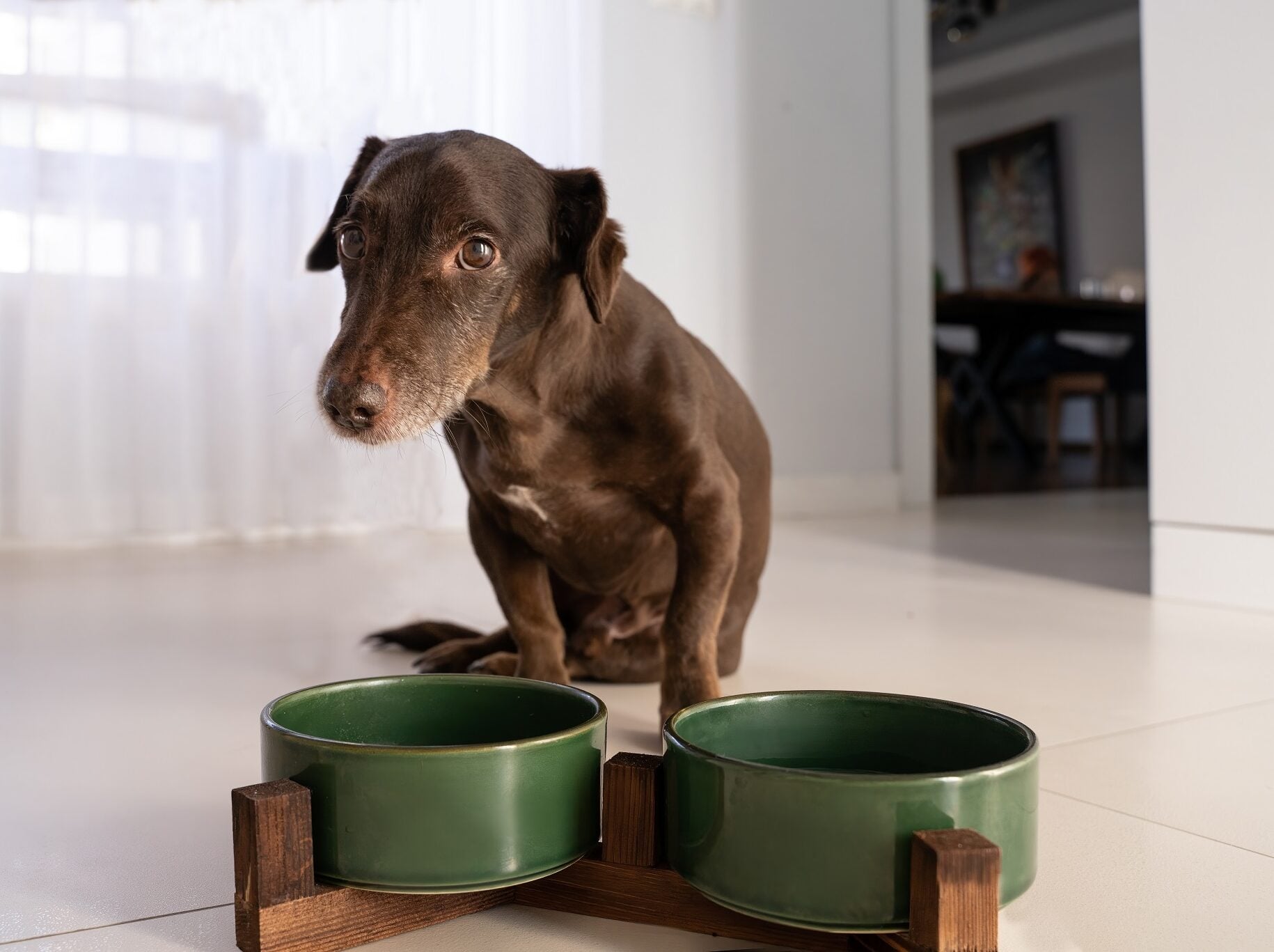 6 λάθη που κάνουμε και μειώνουμε το προσδόκιμο ζωής του σκύλου μας