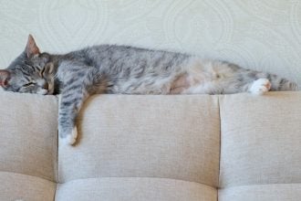 Πώς να είναι ασφαλής η γάτα σας τις ώρες που λείπετε από το σπίτι