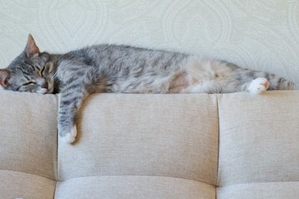 Πώς να είναι ασφαλής η γάτα σας τις ώρες που λείπετε από το σπίτι