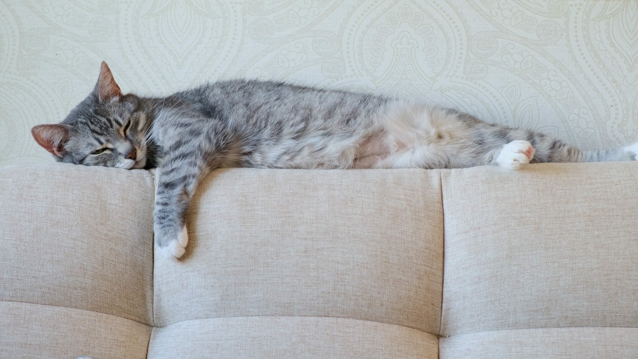 Πώς να είναι ασφαλής η γάτα σας τις ώρες που λείπετε από το σπίτι