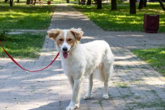 Αυτό είναι το πιο σημαντικό πράγμα που πρέπει να κάνετε στη βόλτα με τον σκύλο σας