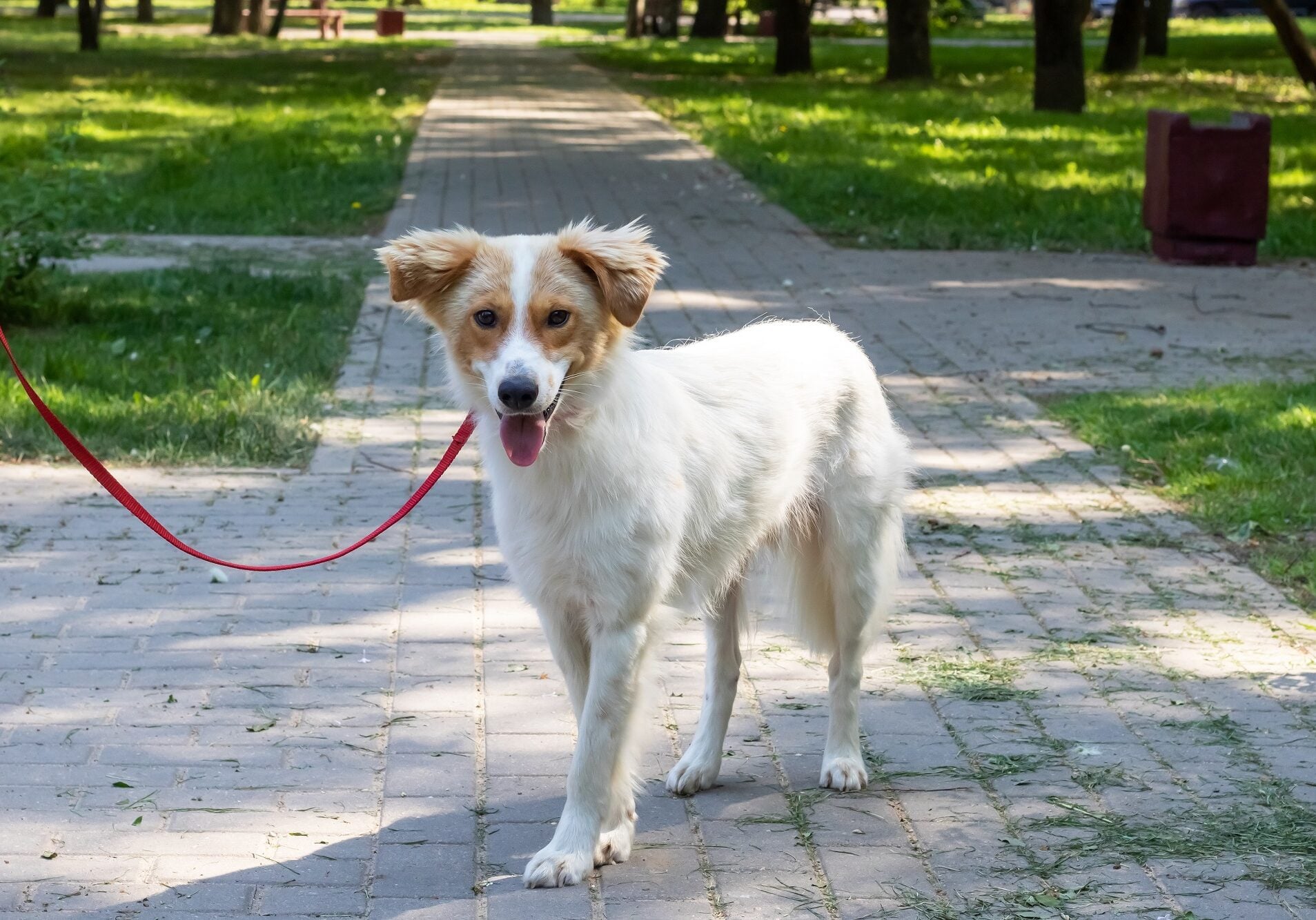 Αυτό είναι το πιο σημαντικό πράγμα που πρέπει να κάνετε στη βόλτα με τον σκύλο σας